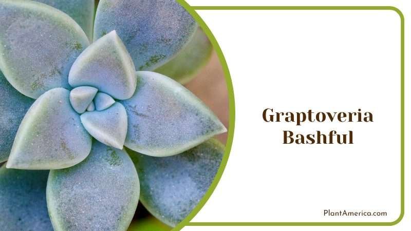 Graptoveria Bashful Succulent Plant America Graptoveria Bashful Succulent Plant America