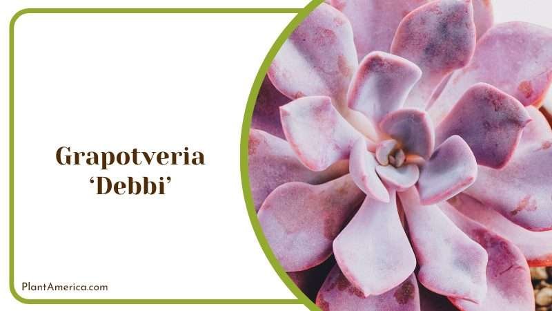 Graptoveria Debbi Plant Plant America Graptoveria Debbi Plant Plant America