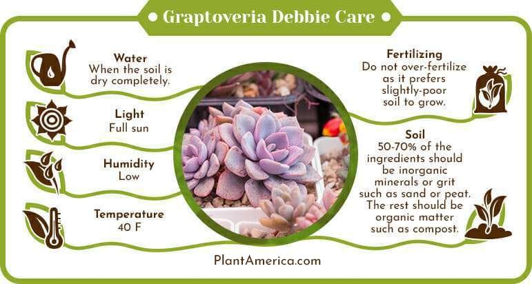 Graptoveria Debbie Care Infographic Plant America Graptoveria Debbie Care: A Multiple Colored Succulent Just for You