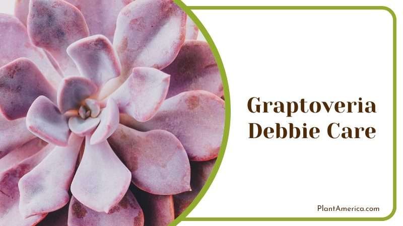 Graptoveria Debbie Care Plant America Graptoveria Debbie Care Plant America