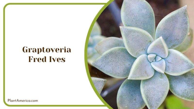 Graptoveria Fred Ives Plant America