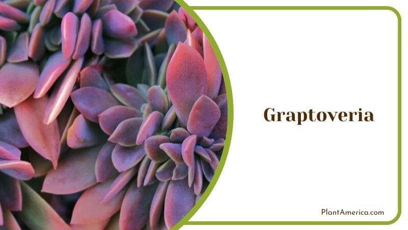 Graptoveria with Pink Flowers Plant America