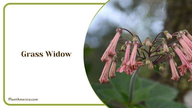 Grass Widow Plant America