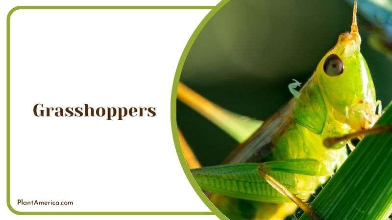 Grasshoppers Plant America