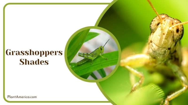 Grasshoppers Shades in Plants PlantAmerica