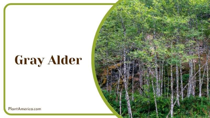 Gray Alder Needs total sun exposure PlantAmerica