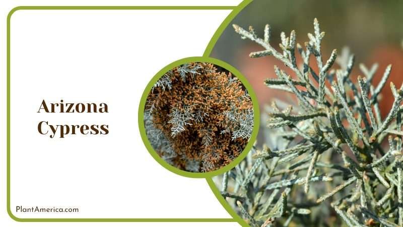 Gray Green Foliage of Arizona Cypress PlantAmerica