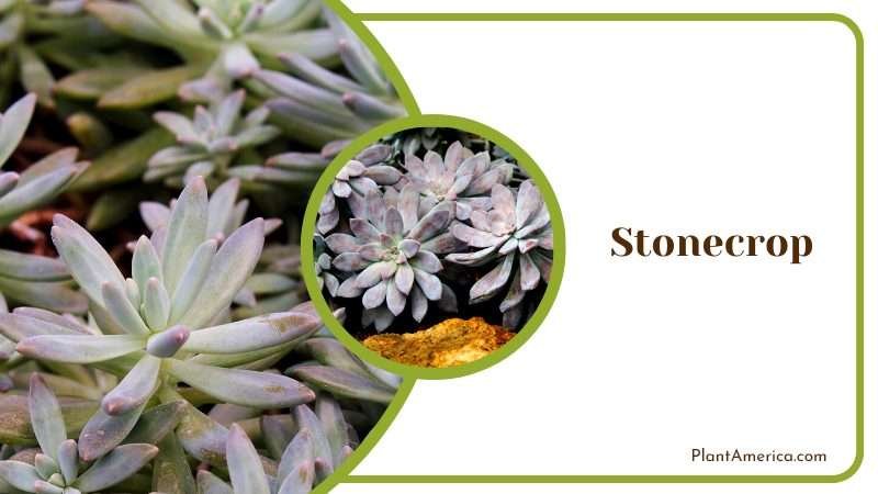Gray Leaves of Stonecrop Plants PlantAmerica Gray Leaves of Stonecrop Plants PlantAmerica