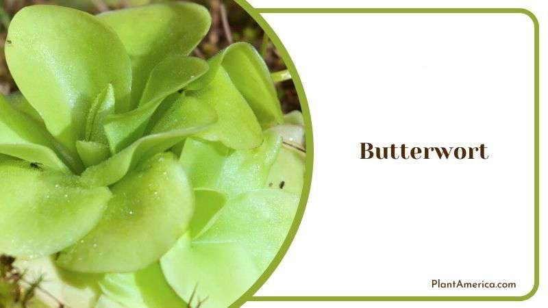 Greasy Like Butterwort Plant America