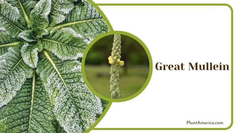 Great Mullein PlantAmerica