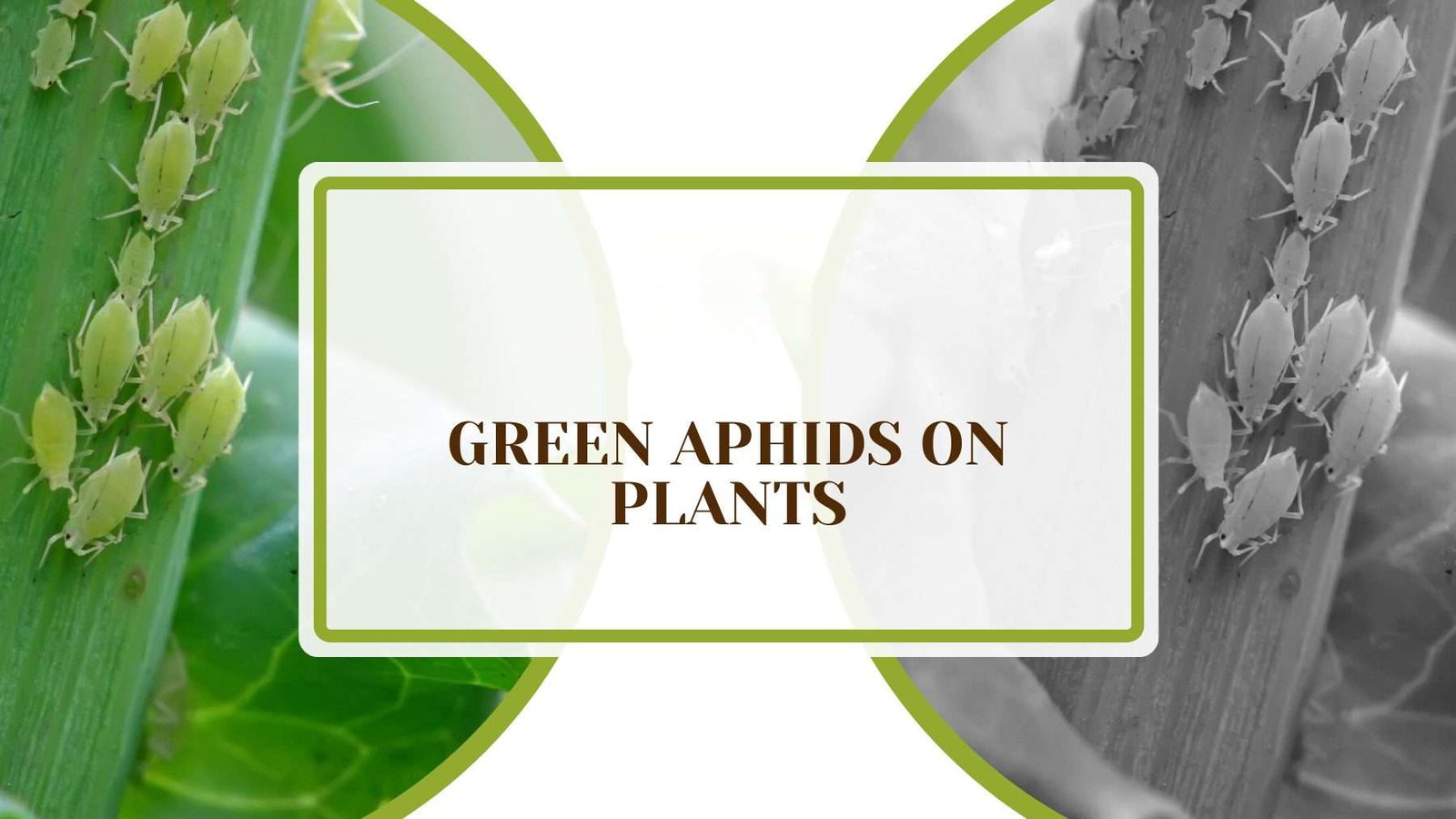 Green Aphids on Indoor Plants Plant America Green Aphids on Plants: Identifying Factors and Remedies