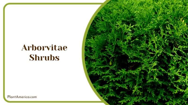 Green Arborvitae Shrubs Plant America