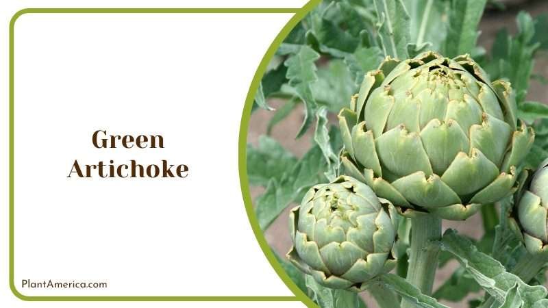 Green Artichoke Mediterranean garden PlantAmerica