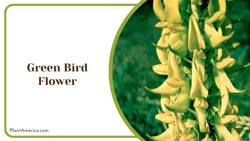 Green Bird Flowers in Garden Plant America