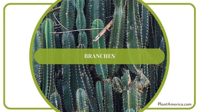 Green Branches of Cereus Jamacaru Plant America