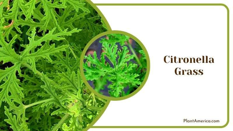 Green Bright Leaves of Citronella Grass Plant America