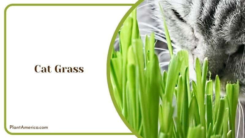 Green Elongated Cat Grass Plant America