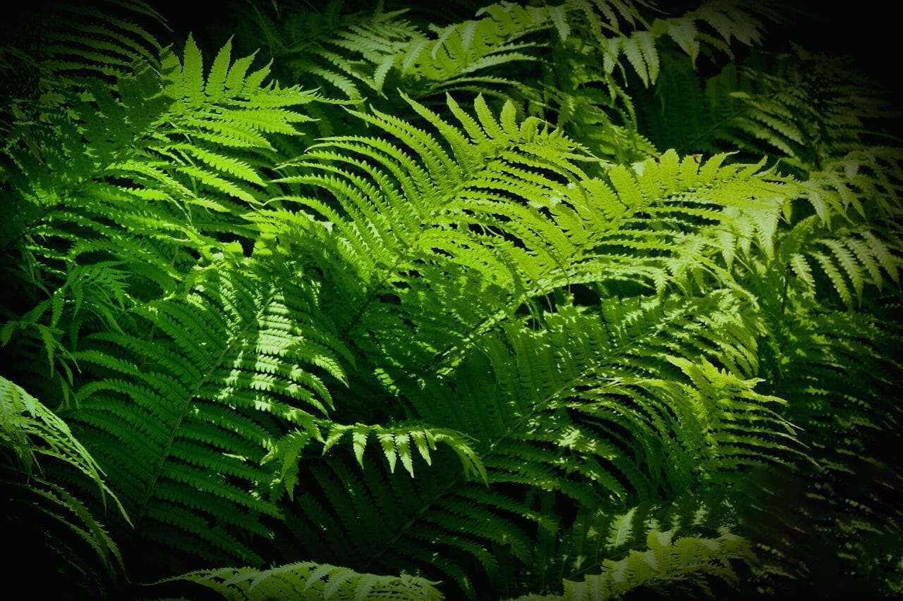 Green Fern Leaves PlantAmerica Green Fern Leaves PlantAmerica