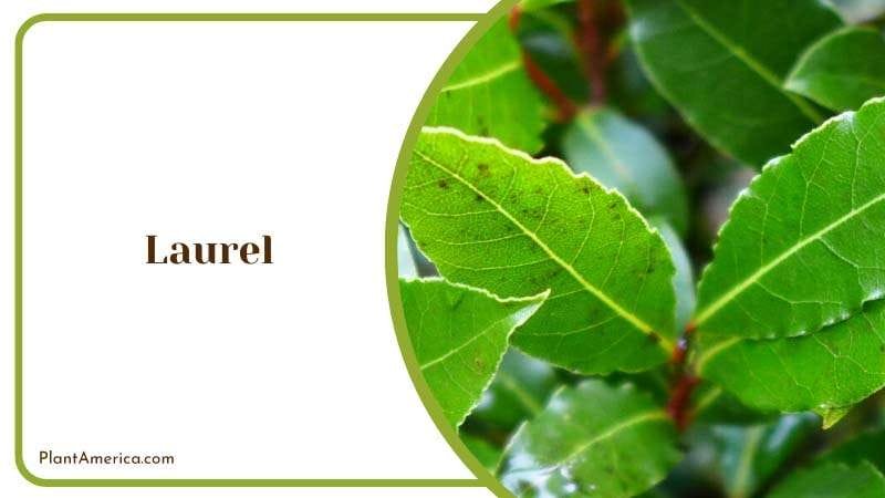 Green Fresh Leaves of Laurel PlantAmerica