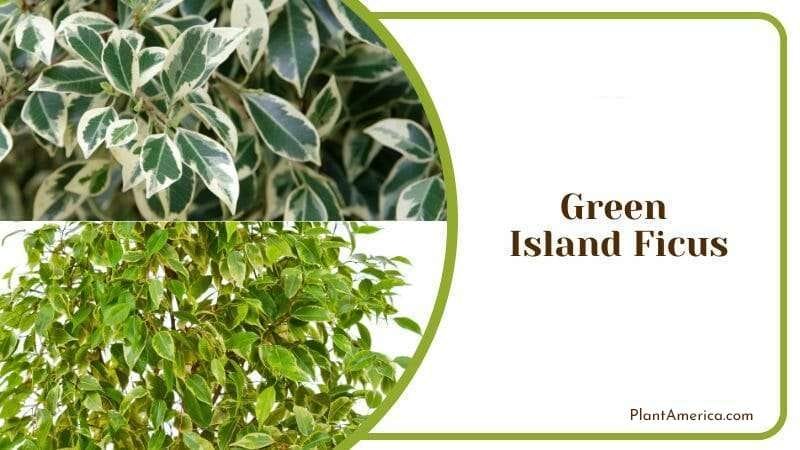 Green Island Ficus Plant in Garden PlantAmerica