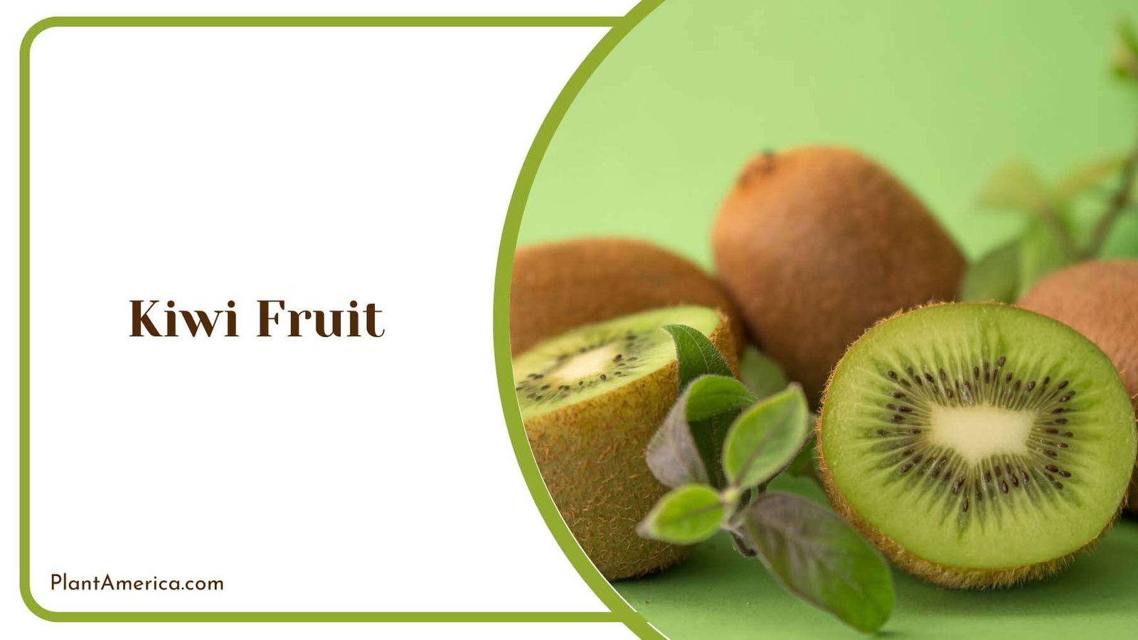 Green Kiwi Fruit Plant America