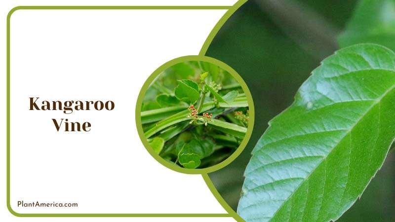 Green Leaf of Kangaroo Vine Plants Plant America