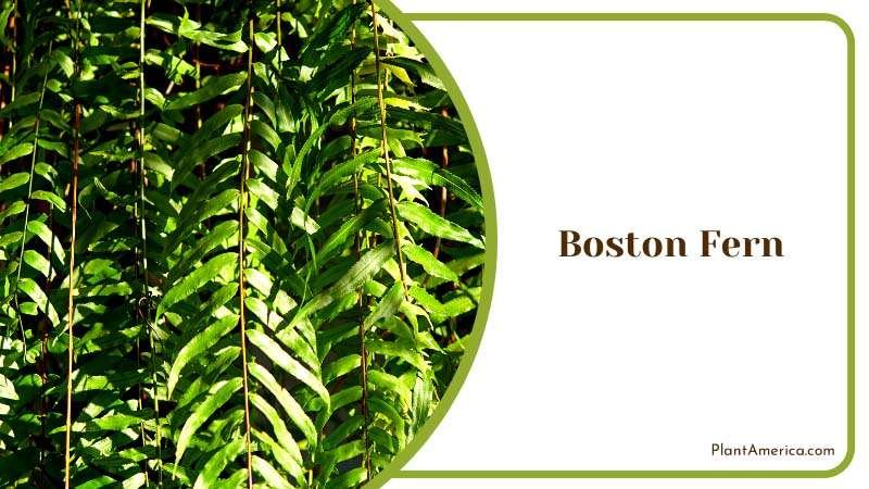 Green Leaves Background with Sunshine Plant America Green Leaves Background with Sunshine Plant America