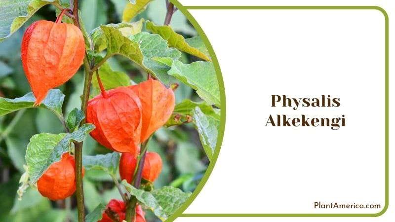 Green Leaves Physalis Alkekengi Plant America Green Leaves Physalis Alkekengi Plant America