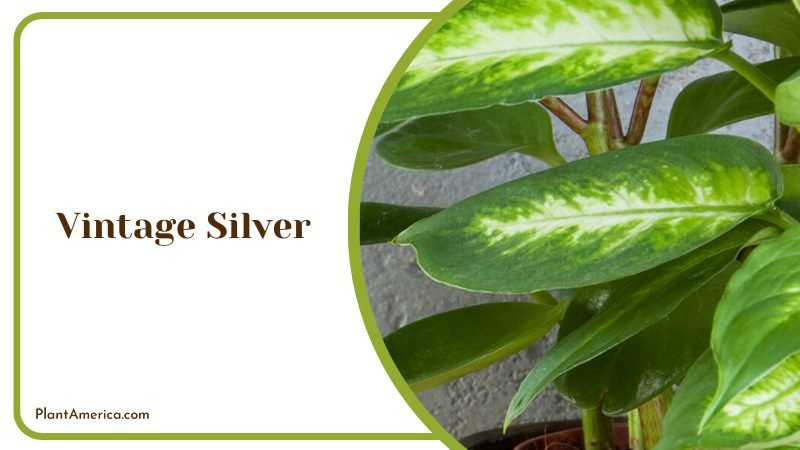 Green Leaves of Alocasia Wentii Plants ~ PlantAmerica