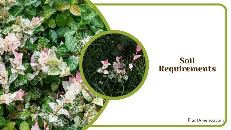 Green Leaves of Asian Jasmine Plant America