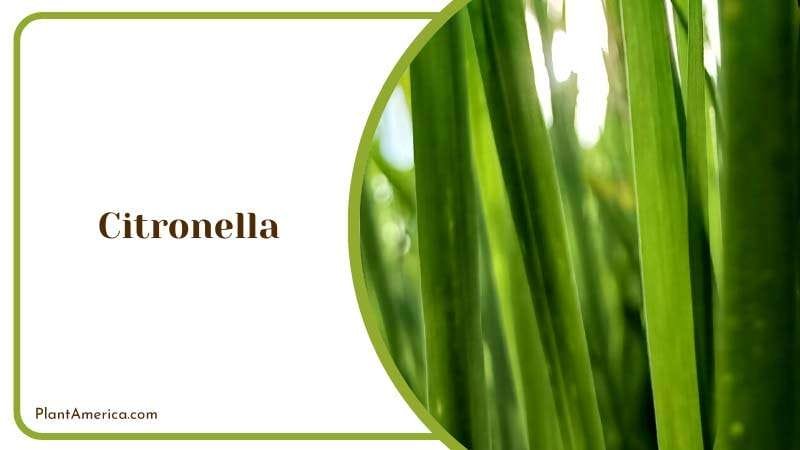 Green Leaves of Citronella Plants PlantAmerica