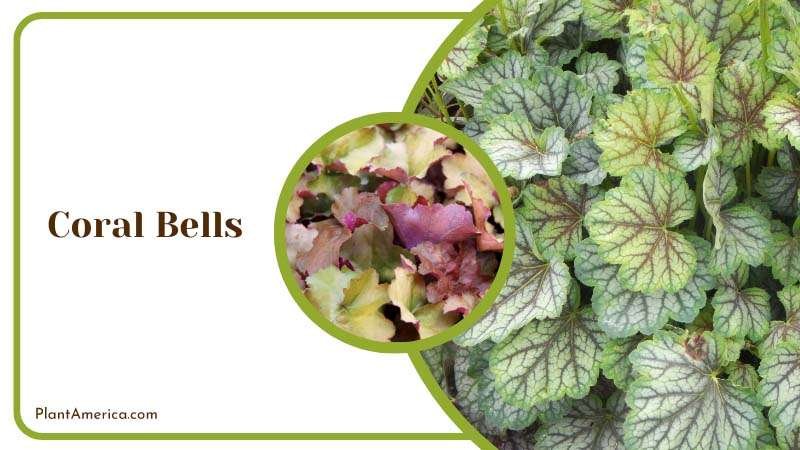 Green Leaves of Coral Bells Plant America