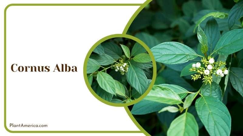 Green Leaves of Cornus Alba Plants PlantAmerica