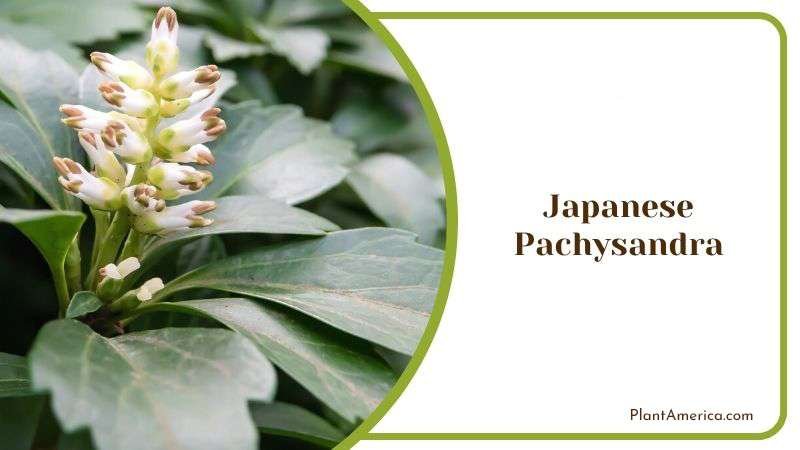 Green Leaves of Japanese Pachysandra
