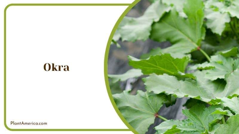 Green Leaves of Okra PlantAmerica