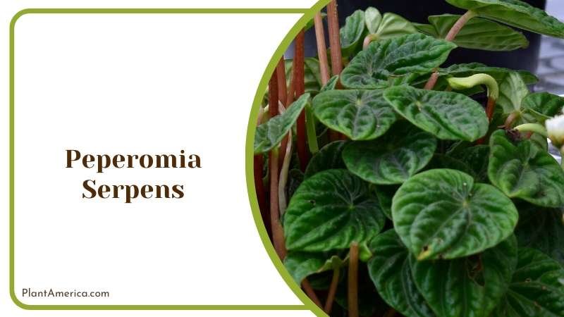 Green Leaves of Peperomia Serpens Plant America