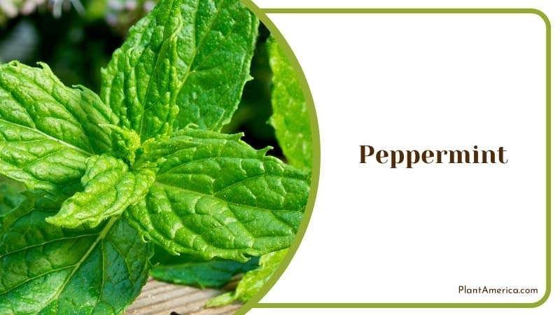 Green Leaves of Peppermint PlantAmerica