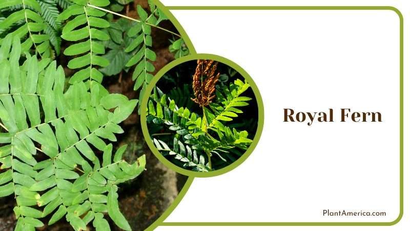 Green Leaves of Royal Fern PlantAmerica