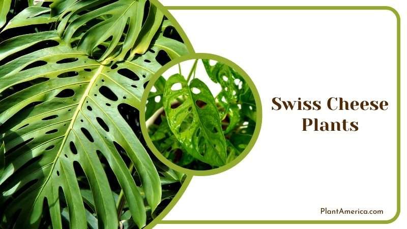Green Leaves of Swiss Cheese Plants Plant America