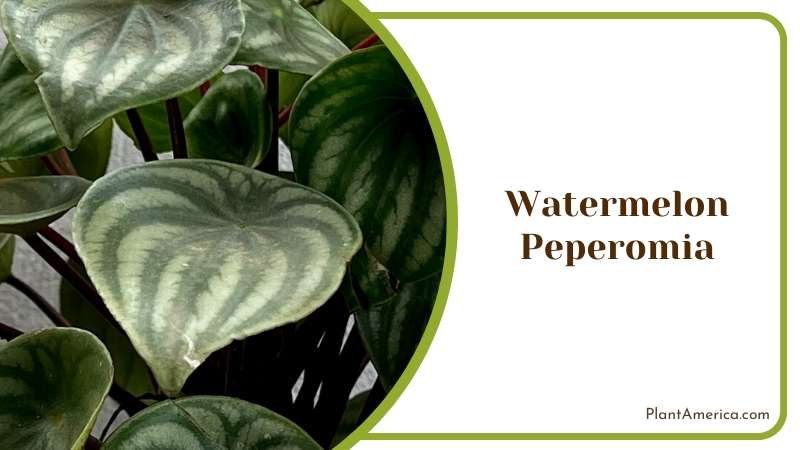 Green Leaves of Watermelon Peperomia Plant America