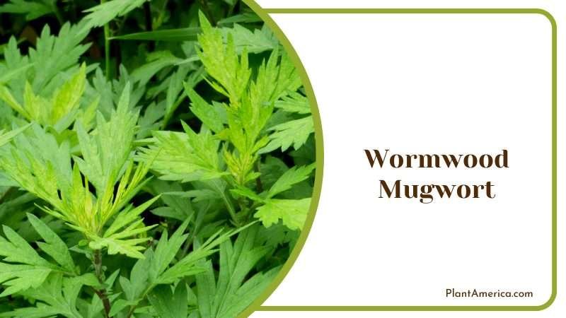 Green Leaves of Wormwood Plants Plant America