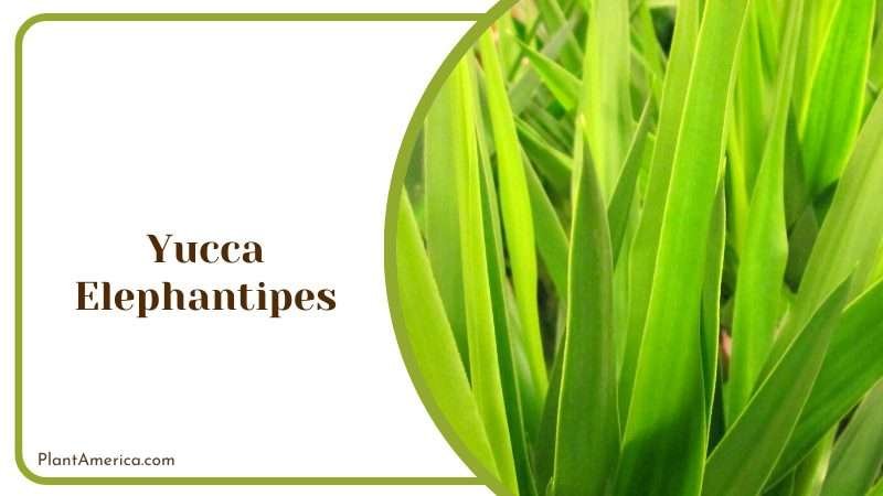 Green Leaves of Yucca Elephantipes Plant America