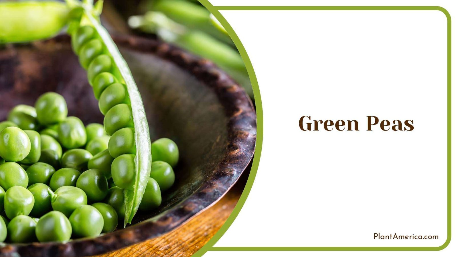 Green Peas On The Table Plant America