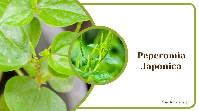 Green Peperomia Japonica Plants Plant America