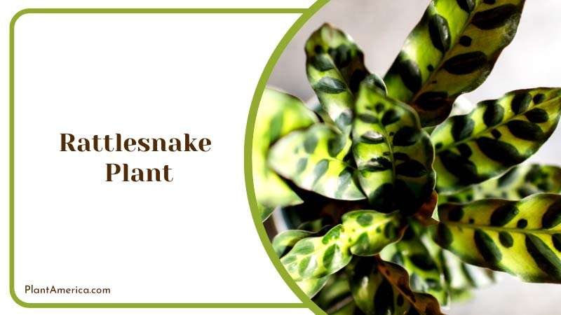 Green Rattlesnake Plant in a Pot Plant America Green Rattlesnake Plant in a Pot Plant America