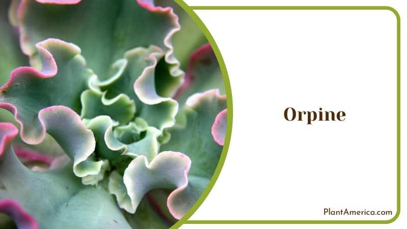 Green Red Autumn Joy Orpine Plant America