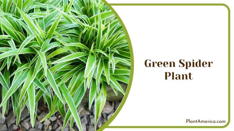 Green Spider Plant PlantAmerica
