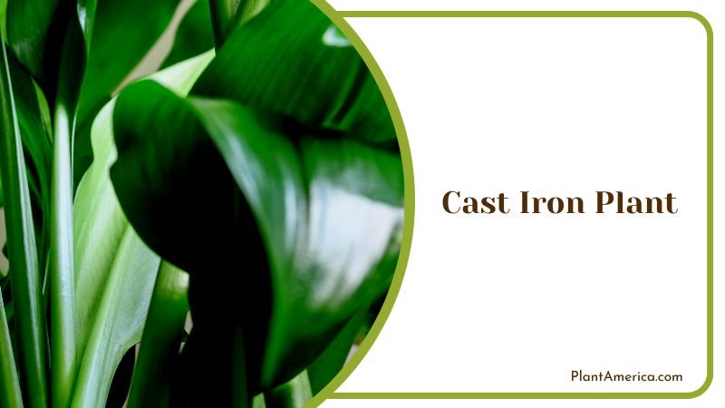 Green Stem of Cast Iron Plant Plant America