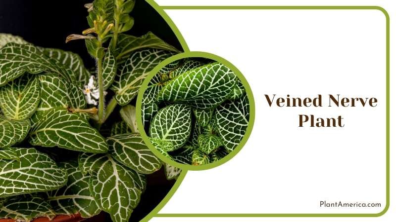 Green Veined Nerve Plant on a Pot Plant America Green Veined Nerve Plant on a Pot Plant America