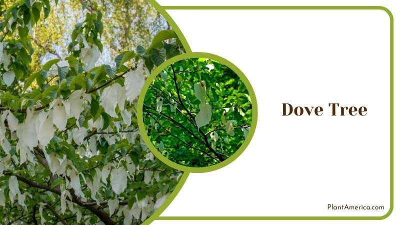 Green White Leaves of Dove Tree Plant America